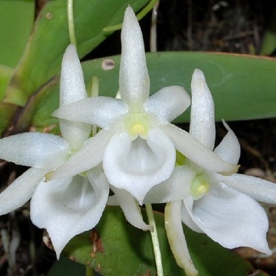Flor branca de orquídea com pétalas alongadas e folhas verdes no fundo