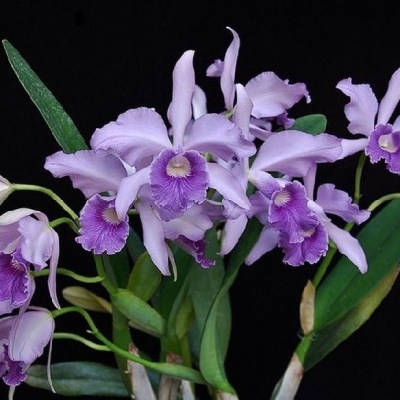 Orquídeas lilás com folhas verdes em fundo negro