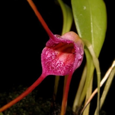 Flor rosa e vermelha com folhas verdes