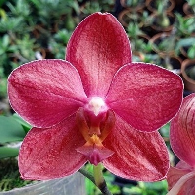 Orquídea vermelha com seis pétalas em vaso transparente