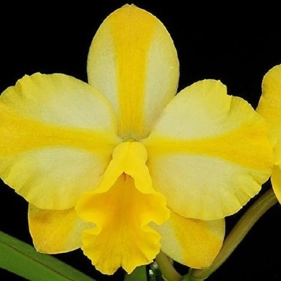 Orquídea amarela com pétalas largas e centro ondulado