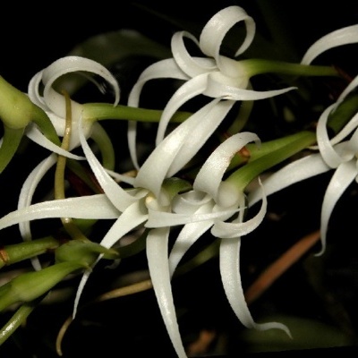 Orquídea branca com pétalas finas em fundo escuro