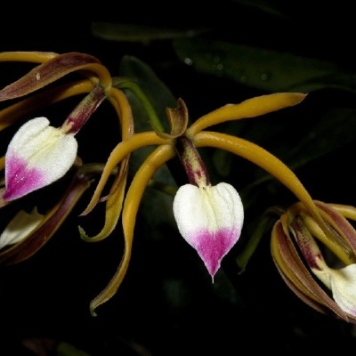Flores de orquídea amarelas com pétalas brancas e rosa em fundo preto
