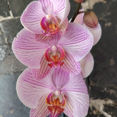 Orquídea rosa claro com veias roxas e centro laranja e rosa em fundo de pedras escuras.