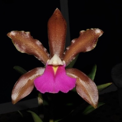 Orquídea castanha com labelo rosa e vasos no fundo escuro