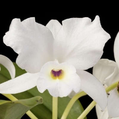 Flor branca de orquídea com pétalas largas e centro amarelo com roxo