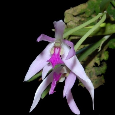 Flor de orquídea rosa com folhas verdes