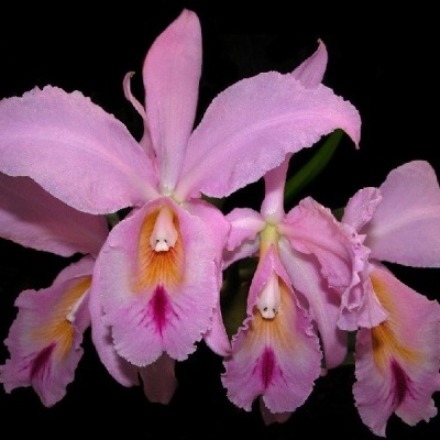 Flores de orquídea rosa com detalhes amarelos e vermelhos em fundo preto