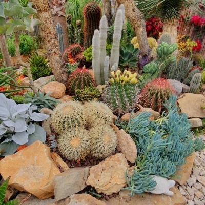 Jardim com diferentes tipos de cactos e suculentas em meio a pedras decorativas.