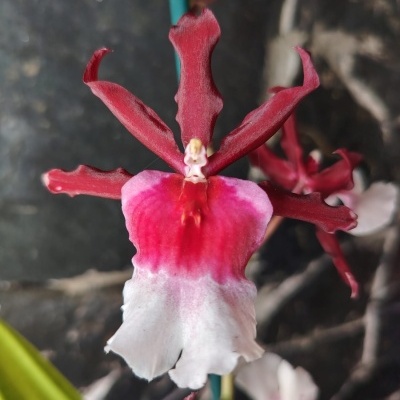 Flor de orquídea vermelha e branca com pétalas texturizadas e fundo natural desfocado