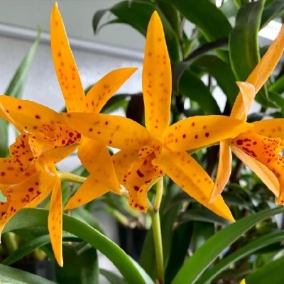 Orquídea laranja com manchas vermelhas em folhas verdes