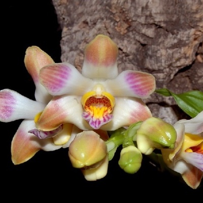 Orquídea branca com rosa e amarelo em tronco rústico
