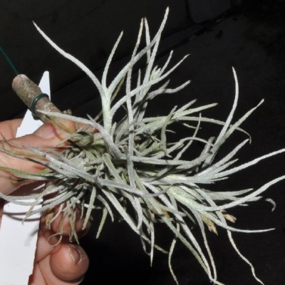 Planta Tillandsia com folhas prateadas presa a madeira na mão sobre fundo escuro
