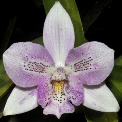 Flor de orquídea lilás e branca com folhas verdes ao fundo