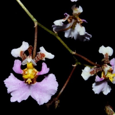 Flores de orquídea em tons de rosa e branco com detalhes amarelos