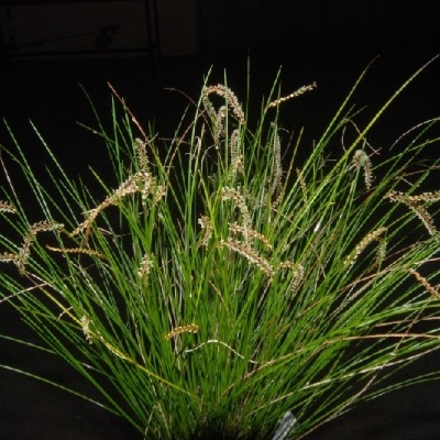 Planta ornamental com folhas verdes longas e flores claras, fundo escuro