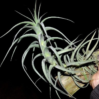 Planta Tillandsia verde acinzentada com folhas finas segurada por uma mão