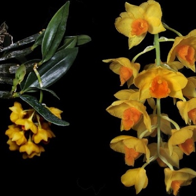 Flores amarelas com detalhes alaranjados e folhas verdes