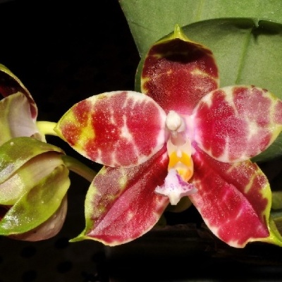 Flor de orquídea vermelha, branca, amarela e verde com folhas verdes ao fundo