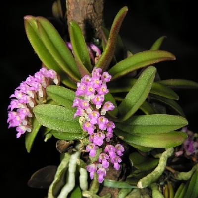 Orquídea com pequenas flores cor-de-rosa e folhas verdes em galho de madeira