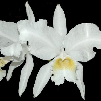 Flores de orquídea brancas com centro amarelo claro