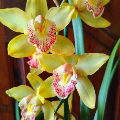 Orquídeas amarelas com padrões vermelhos e folhas verdes