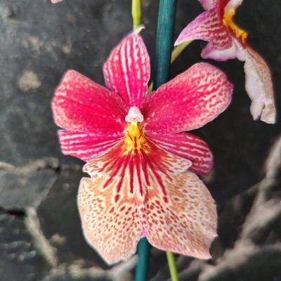 Flor de orquídea rosa com fundo escuro