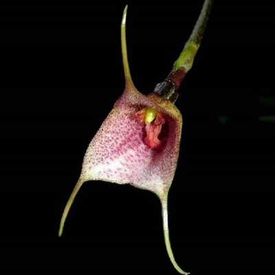 Flor exótica rosa e amarela com apêndices longos em fundo preto
