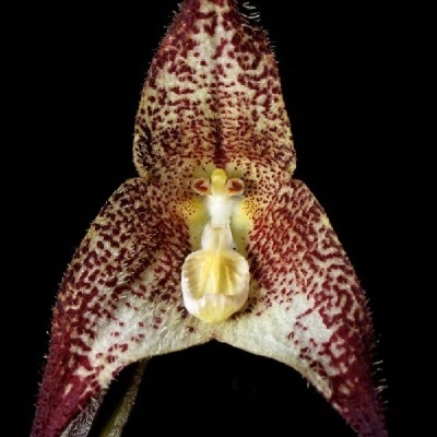 Flor exótica creme com manchas vermelhas e centro amarelo