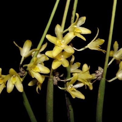 Flores pequenas amarelas em caule verde com fundo preto