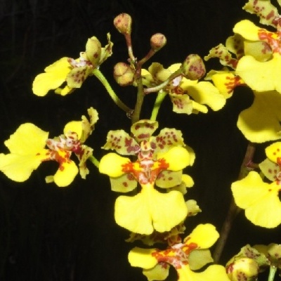 Flores amarelas com manchas castanhas e vermelhas em fundo escuro