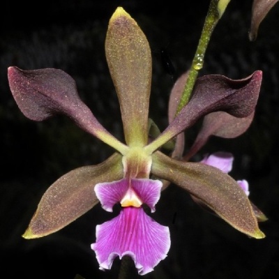 Orquídea com pétalas castanho-acinzentadas e labelo rosa, fundo preto