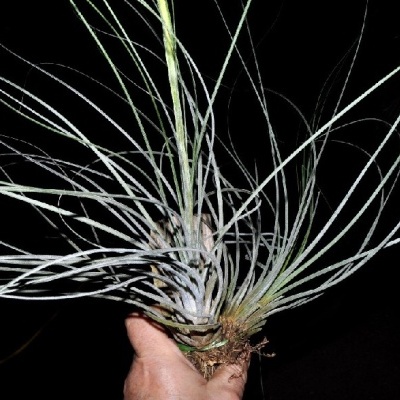 Planta Tillandsia com folhas finas e longas verde acinzentadas segurada à mão