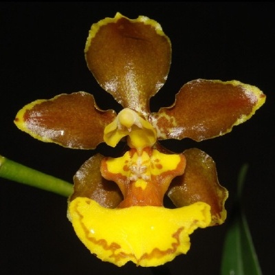 Orquídea castanha e amarela com fundo preto
