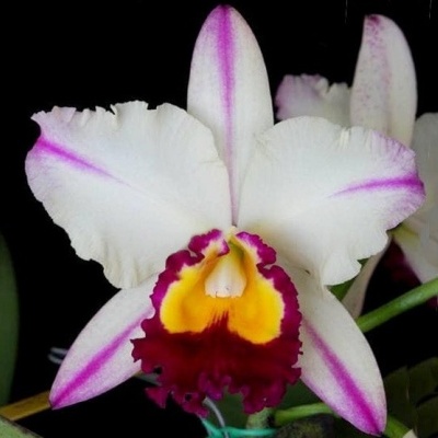 Orquídea branca com riscas lilás e centro amarelo e vermelho