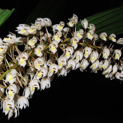 Flores brancas com centros amarelos e folhas verdes em fundo preto