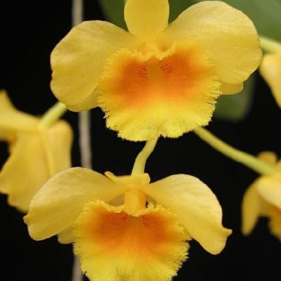 Orquídea amarela com centro laranja com textura aveludada no fundo preto
