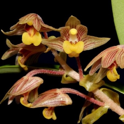 Orquídea amarela com riscas castanho-avermelhadas sobre fundo preto