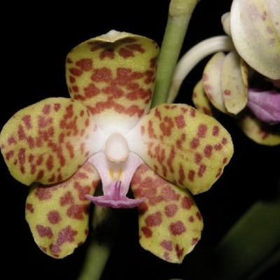 Flor de orquídea amarela com manchas castanhas e centro rosa
