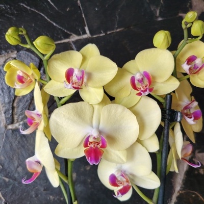 Orquídea amarela com centro vermelho e roxo e brotos verdes sobre fundo de pedra cinzenta