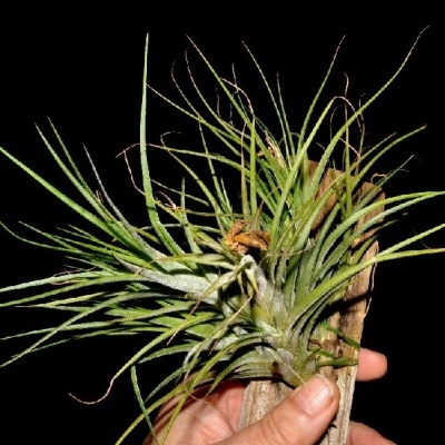 Planta Tillandsia verde montada em madeira com folhas finas e longas