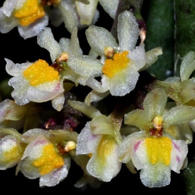 Flores pequenas brancas e amarelas com detalhes lilases em fundo verde.