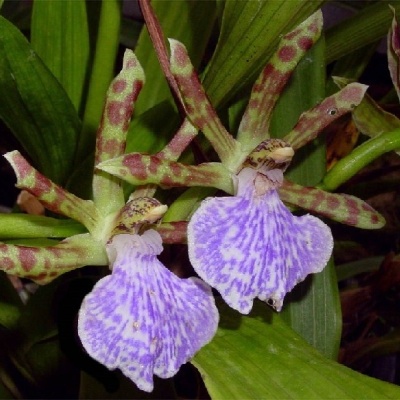 Flores exóticas roxas e verdes com folhas longas verdes