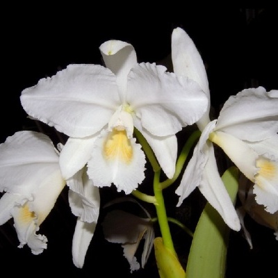 Orquídea branca com detalhes amarelos no centro, caule verde e fundo preto