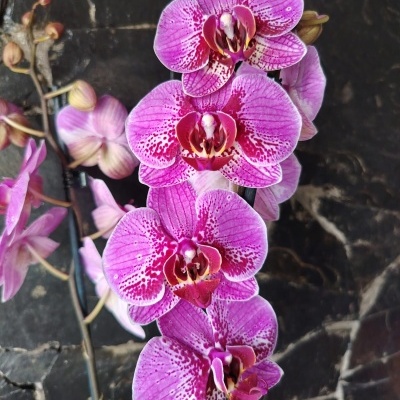 Orquídeas Phalaenopsis rosa e roxo com fundo pedra escura