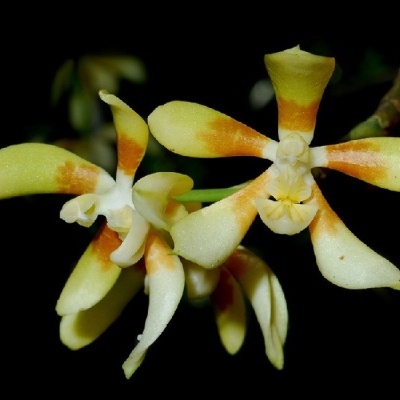 Flores de orquídea creme com manchas laranja em fundo preto