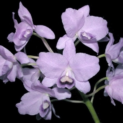 Ramo de flores de orquídea lilás com oito flores abertas