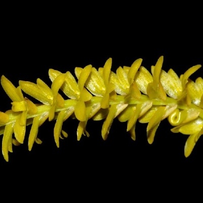 Inflorescência de flores amarelas em espiga sobre fundo preto