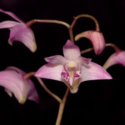 Orquídea rosa com detalhes roxos sobre fundo preto
