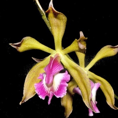 Flor orquídea amarela com centro rosa e branco em fundo preto